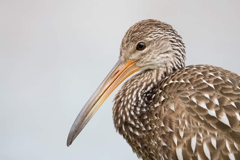 Limpkin-head-portrait-500-PF-_BUP8887-Lakeland,-FL