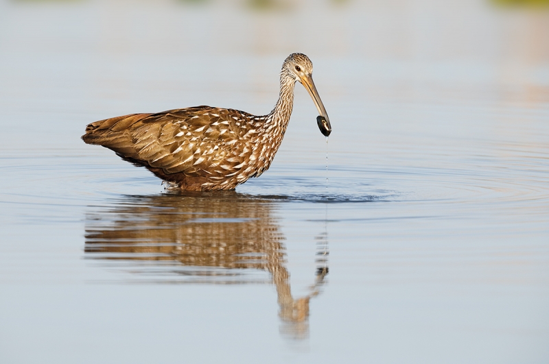 Limpkin-with-fresh-water-mollusk-_W5A1160-Indian-Lake-Estates,-FL