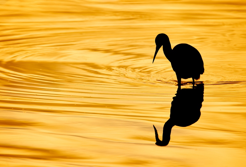 Little-Blu-Heron-sunrise-silhouette-_Q5A5761-Fort-DeSoto-Park-FL-1