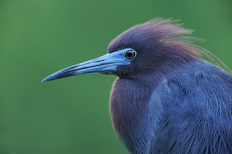 Little-Blue-Heron-A-breeding-plumage-head-portrait-_MAI1187-Gatorland-Kissimmee-FL