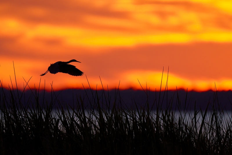 Little-Blue-Heron-SAT-flying-to-roost-at-sunset-_7R43815-Indian-Lake-Estates-FL-1-1