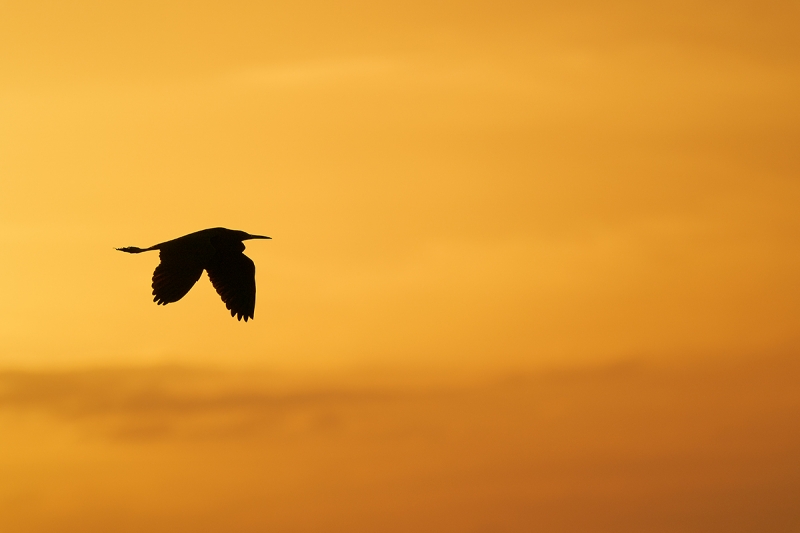 Little-Blue-Heron-SILHOUETTE-_A9A0032--Indian-Lake-Estates,-FLA-1