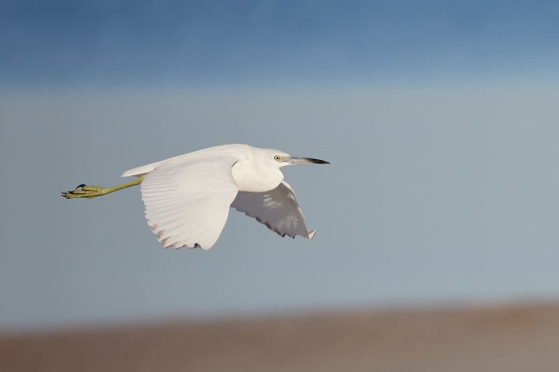 Little-Blue-Heron-imm-in-flight-_Q5A4981-Fort-DeSoto-Park-FL-1-gigapixel-scale-2_00x