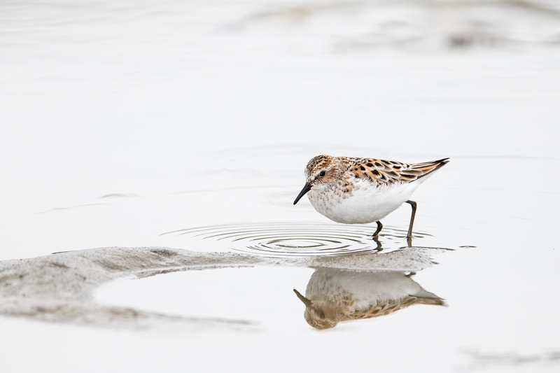 Little-Stint-in-breeding-plumage-_MAI3965--Norway