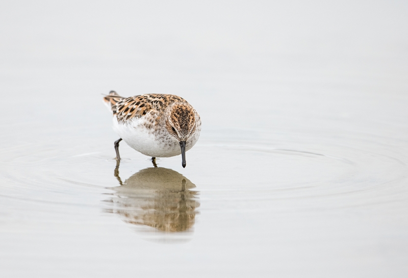 Little-Stint-in-breeding-plumage-foraging-_MAI3969--Norway