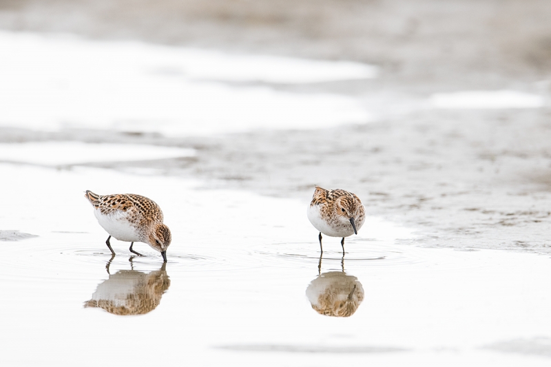 Little-Stints-in-breeding-plumage-foraging-_MAI3955--Norway