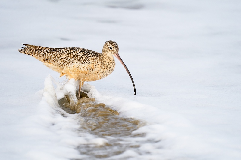 Long-billed-Curlew-foraging-_A921307-Morro.-Bay-CA-2