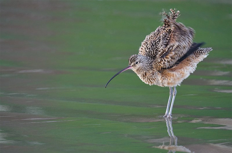 Long-billed-Curlew-male-ruffling-_A926357-Morro.-Bay-CA-1