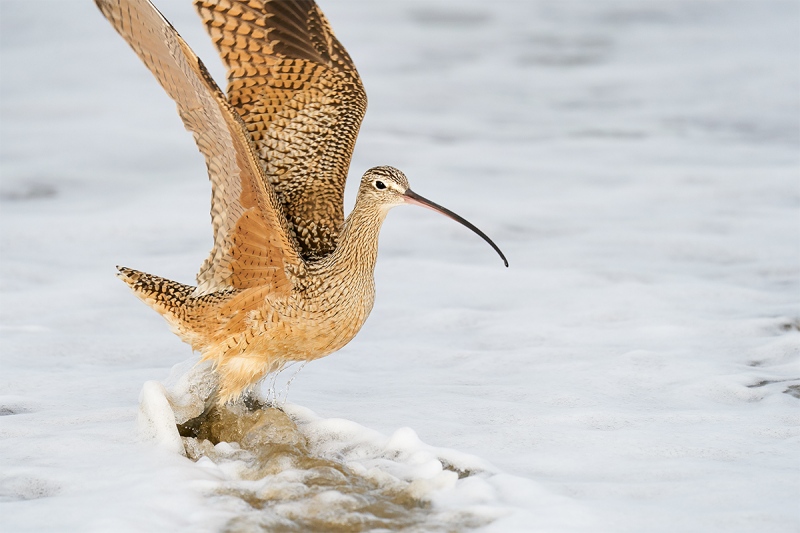 Long-billed-Curlew-taking-flight-_A921484-Morro.-Bay-CA-1