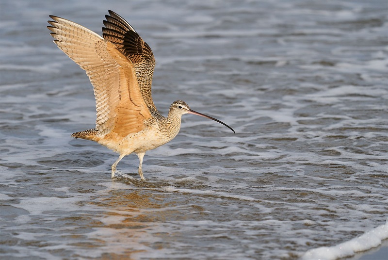 Long-billed-Curlew-with-wings-raised-_A927282-Morro.-Bay-CA-1