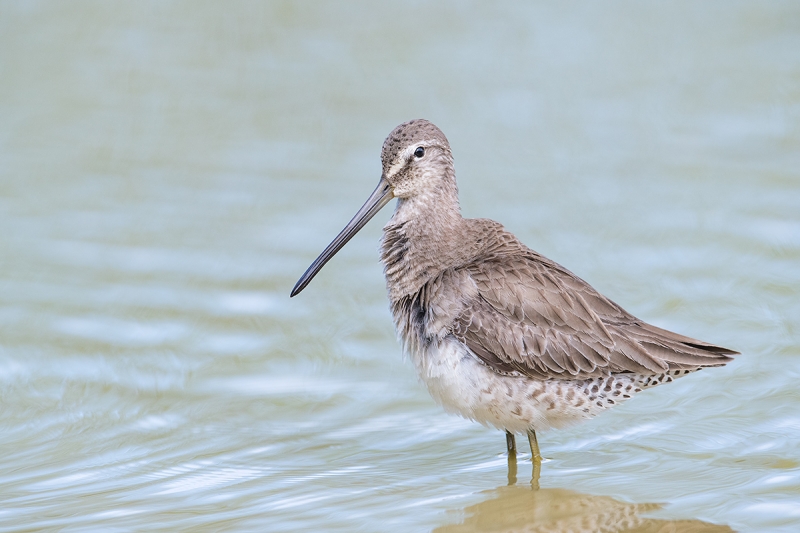 Long-billed-Dowitched-winter-(basic(-plumage)-_DSC3946--Gilbert-Riparian-Preserve,-Phoenix,-AZ