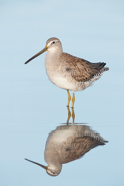 Long-billed-Dowitcher-_J1I6620--Gilbert-Water-Ranch,-Phoenix,-AZ