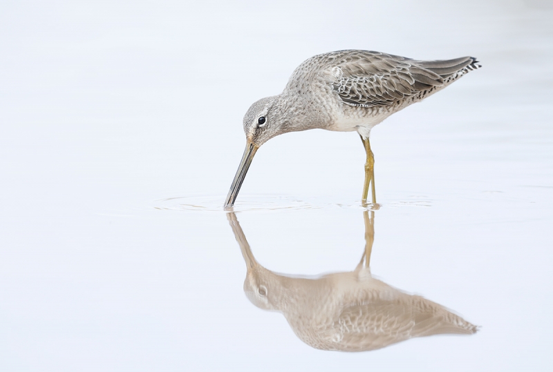 Long-billed-Dowitcher-first-winter-_W5A5295-Gilbert-Water-Ranch,-Phoenix,-AZ