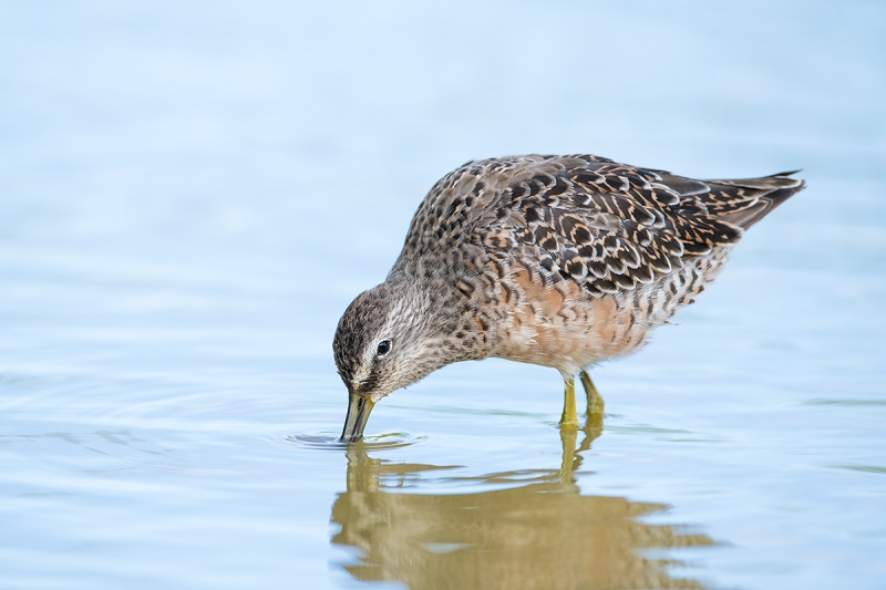 Long-billed-Dowitcher-molting-)-breeding-plumage-_DSC3954--Gilbert-Riparian-Preserve,-Phoenix,-AZ