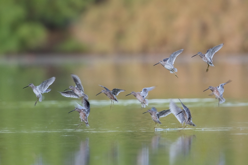 Long-billed-Dowitchers-landing-lighter-_DSC4365--Gilbert-Riparian-Preserve,-Phoenix,-AZ