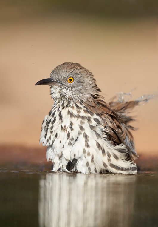 Long-billed-Thrasher-bathiing-_7R49671-Santa-Clara-Ranch-Starr-County-TX-1