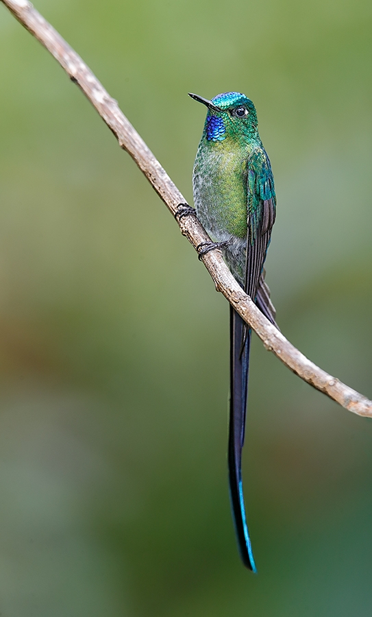 Long-tailed-Sylph-young-male-_A0I1403-Abra-Patricia-Owlet-Lodge,-Peru