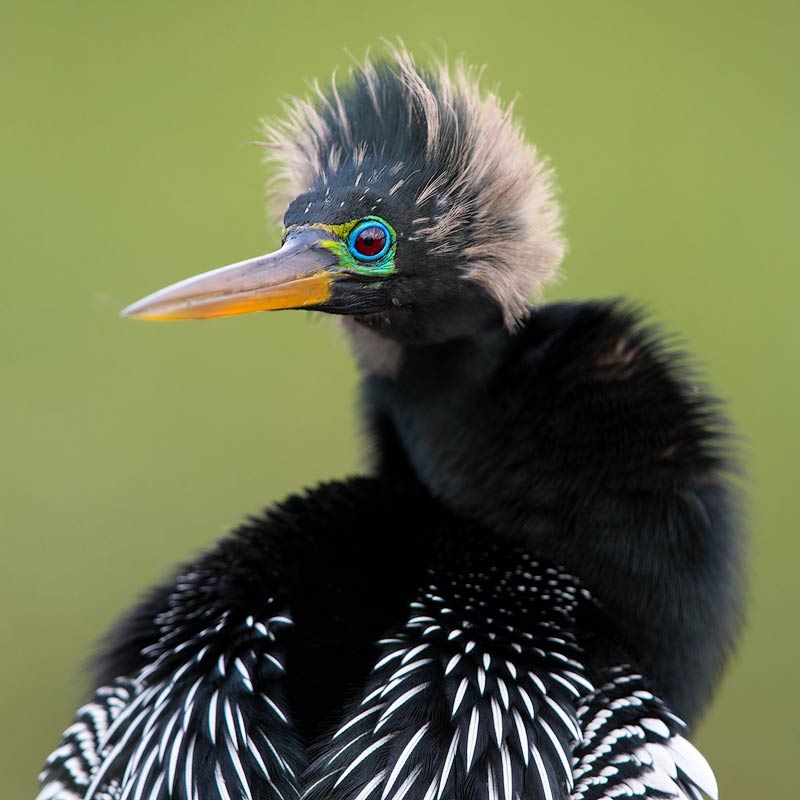 Loren-anhinga_E7A3127-800