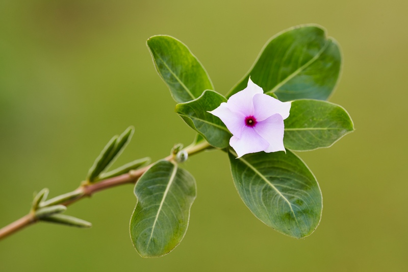 Madagascar-Periwinkle-_7R45492-Indian-Lake-Estates-FL-1