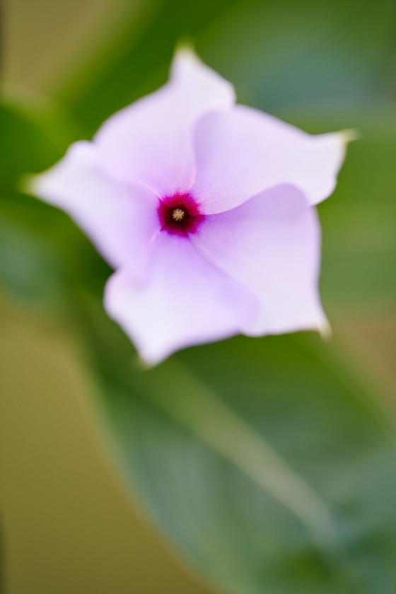 Madagascar-Periwinkle-_7R45501-Indian-Lake-Estates-FL-1