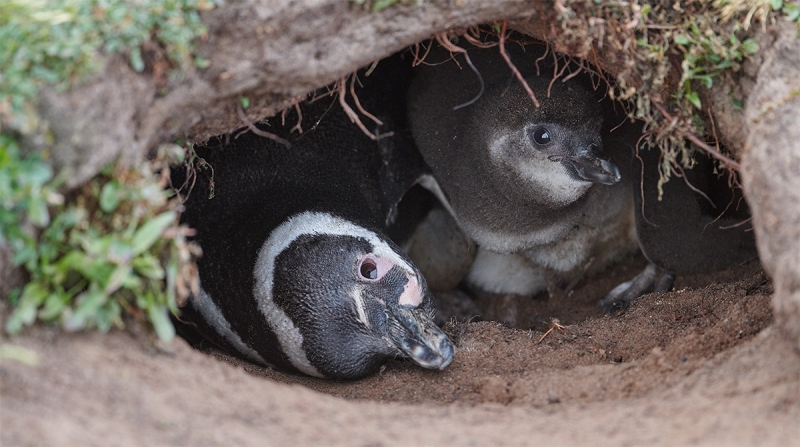 Mageellanic-Penguin-adult-chick-in-burrow-_MAI1848-The-Rookery-Saunders-Island-The-Falklands-1