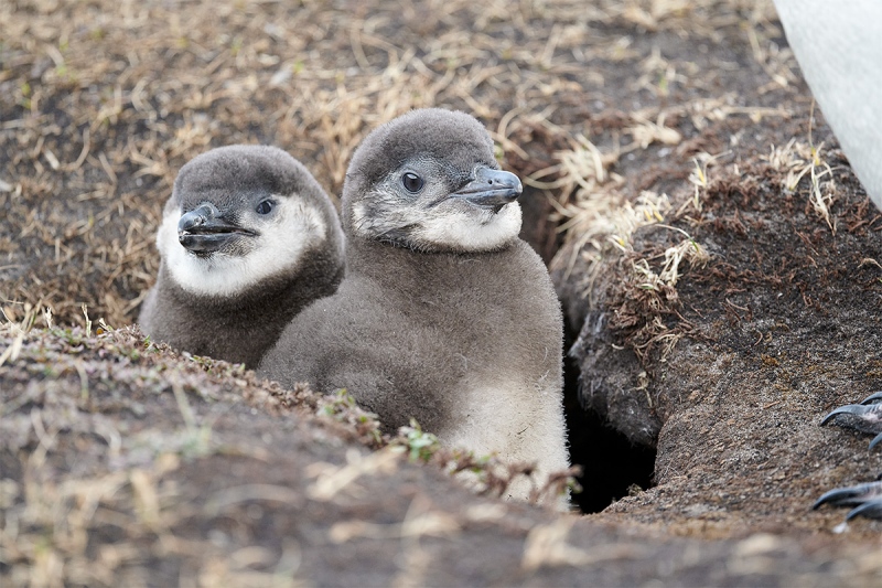 Magellanic-Penguin-chicks-in-burrow_MAI1730-The-Rookery-Saunders-Island-The-Falklands-1