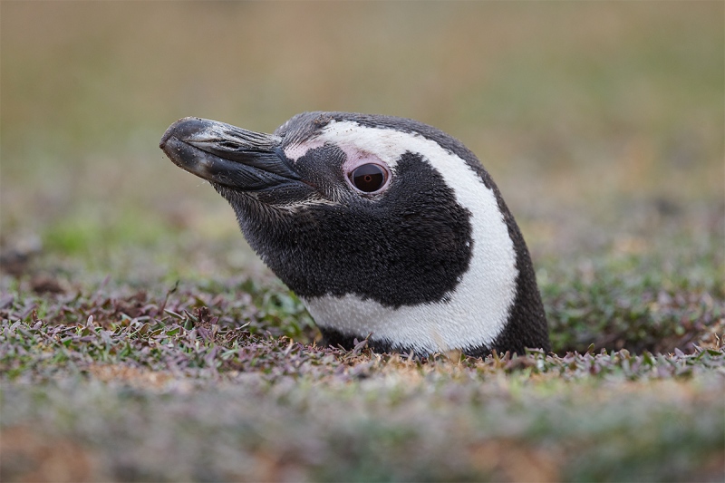 Magellanic-Penguin-head-out-of-burrow-_MAI2129-The-Rookery-Saunders-Island-The-Falklands-1