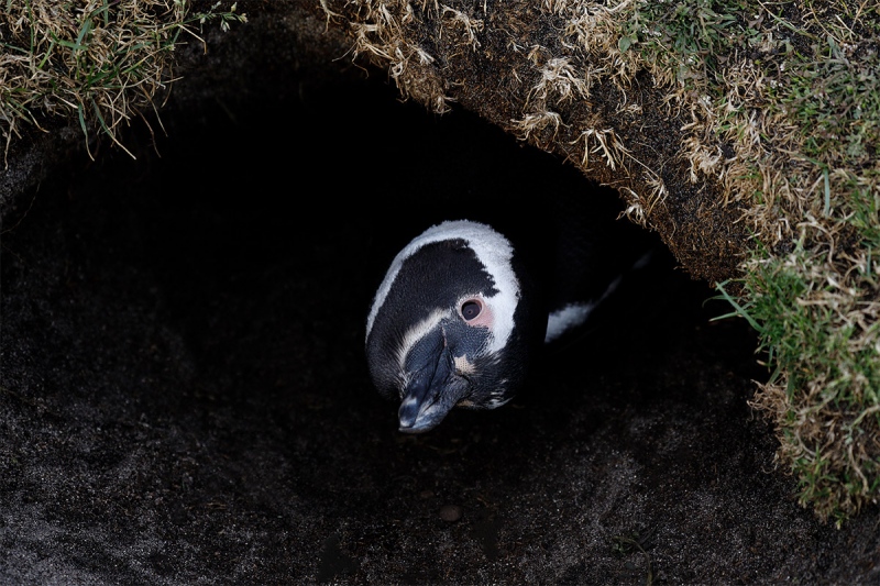Magellanic-Penguin-in-burrow-curious_P3A9457-Bleaker-Island-The-Falklands