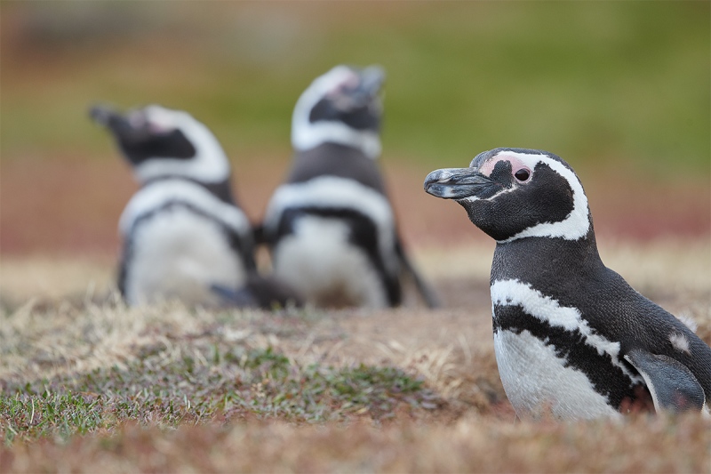 Magelllanic-Penguins-in-burrows-_MAI1816-The-Rookery-Saunders-Island-The-Falklands-1
