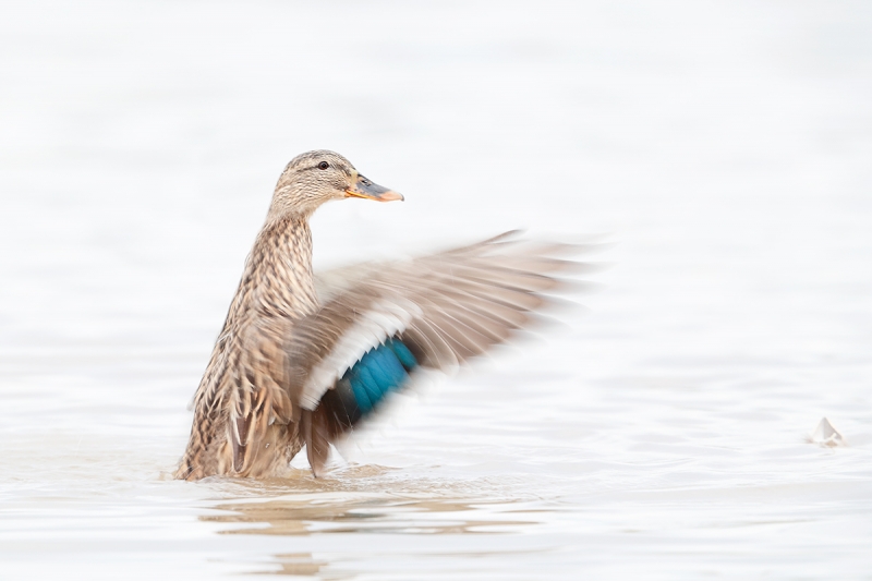 Mallard-hen-flapping-1-60-sec