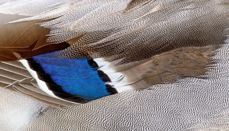 Mallard-speculum-_DSC3783--Gilbert-Riparian-Preserve,-Phoenix,-AZ