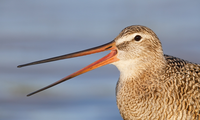 Marbled-Godwit-calling-_W5A4754-Fort-DeSoto-Park,-Tierra,-Verde,-FL