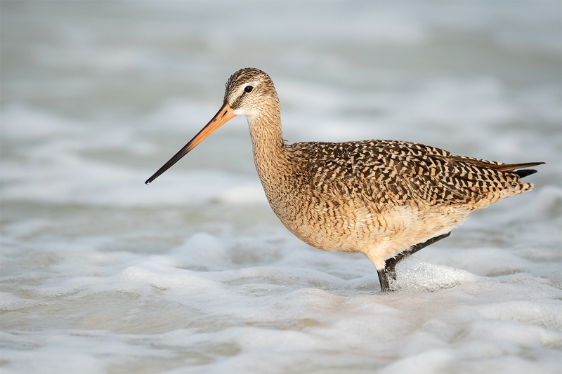 Marbled-Godwit-in-surf-_MAI8280-Fort-DeSoto-Park,--Tierra-Verde,-FL