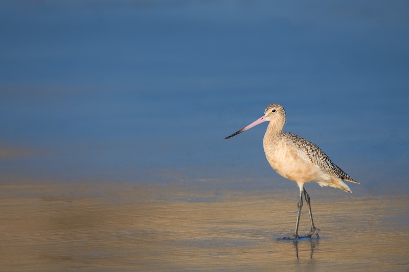 Marbled-Godwit-on-beach-_DSC3398--La--Jolla,-CA