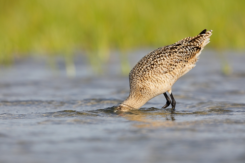 Marbled-Godwit-probing-for-invertebrates-_W5A3811-Fort-DeSoto-Park,-Tierra,-Verde,-FL