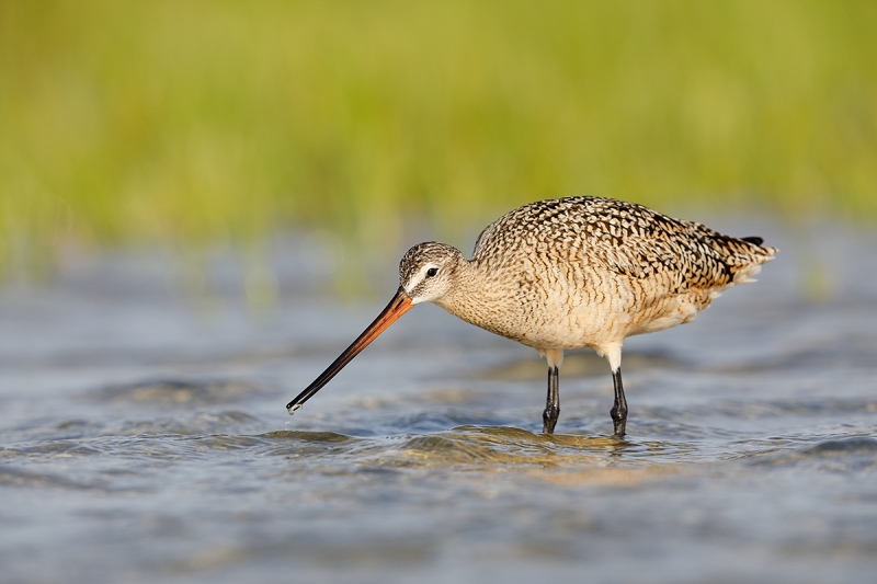 Marbled-Godwit-with-prey-item-_W5A3814-Fort-DeSoto-Park,-Tierra,-Verde,-FL