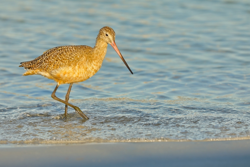 Marc-Van-Daele_P3A3701-Fort-DeSoto-Park,-FL_PostprocessingByMarcVanDaele