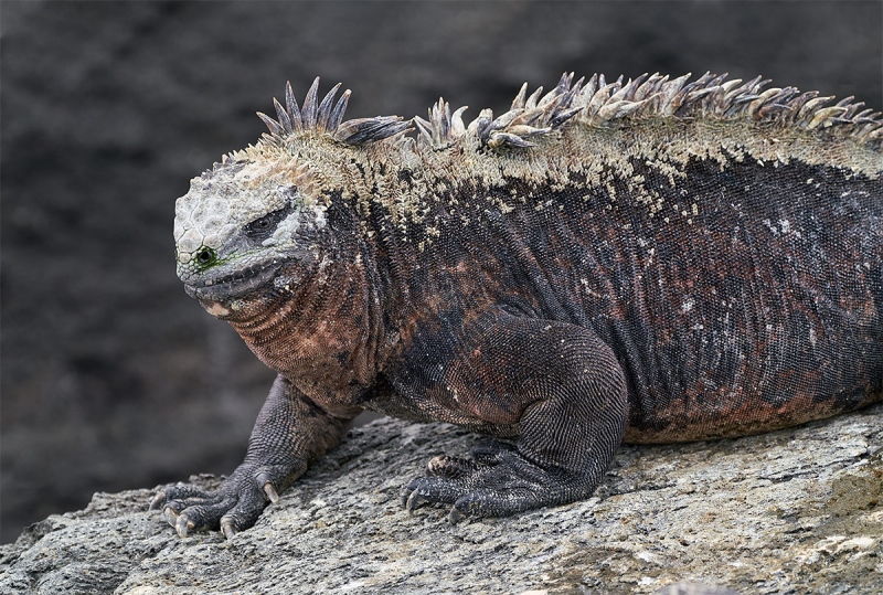 Marine-Iguana-large-_A7R0218-Punta-Moreno-Isabela-Galapagos-1