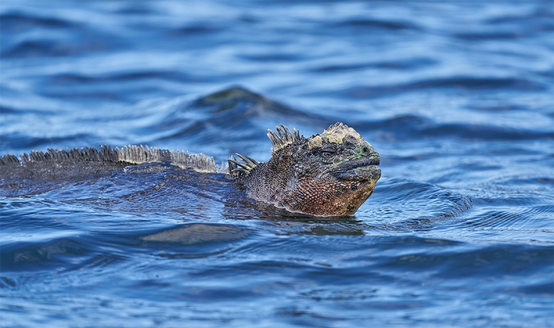 Marine-Iguana-male-swimming-_A7R9977-Punta-Moreno-Isabela-Galapagos-1