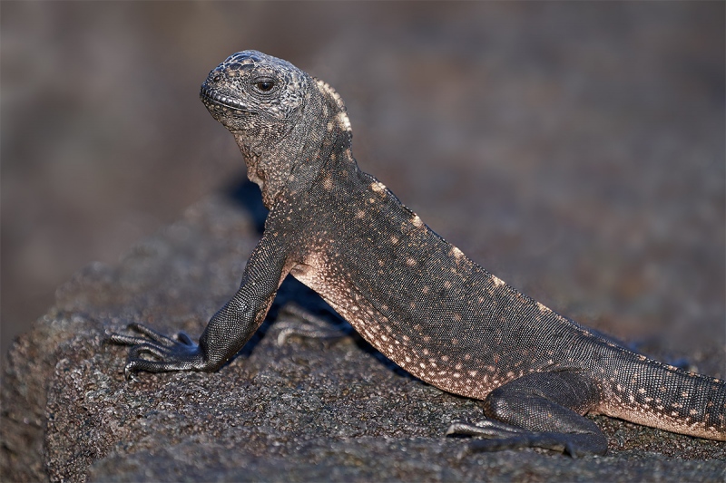 Marine-Iguana-young-_A7R9260-Punta-Espinoza-Fernandina-Galapagos-1