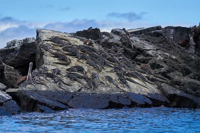 Marine-Iguanas-and-Brown-Pelican-on-lava-rock-_A7R9956-Punta-Moreno-Isabela-Galapagos-1