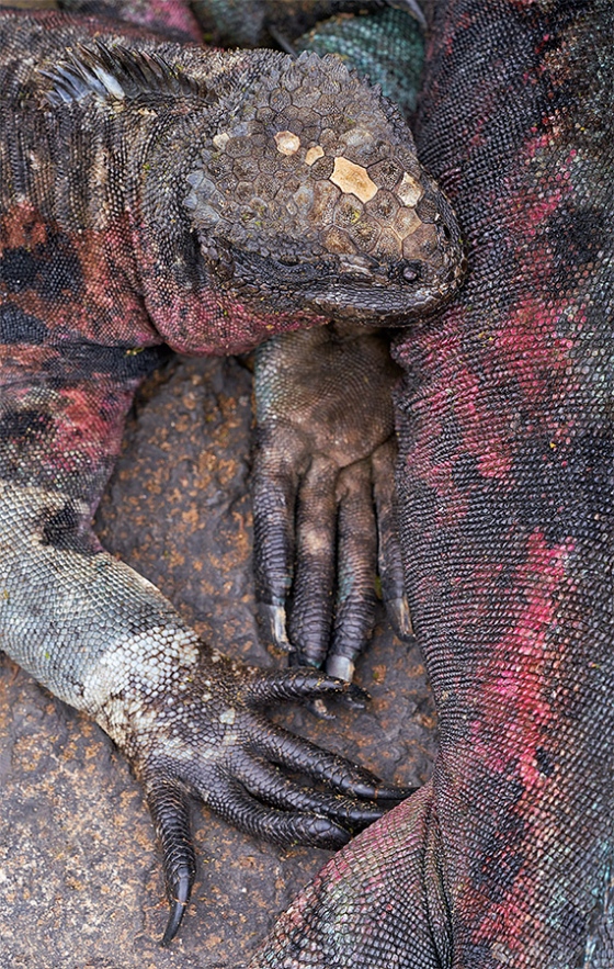 Marine-Iguanas-tight-A-_A7R2802-Punta-Suarez-Espanola-Hood-Island-Galapagos-1