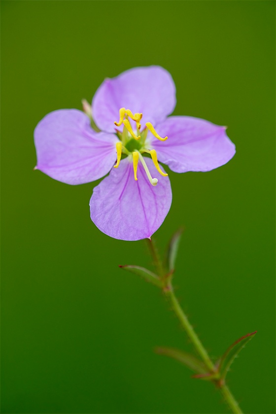 Marsh-Pink-Sabatia-grandiflora-blossom-A-_7R47607-Indian-Lake-Estates-FL-1