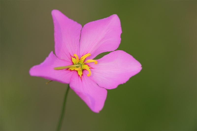 Marsh-Pink-VL8U6509-Indian-Lake-Estates-FLC