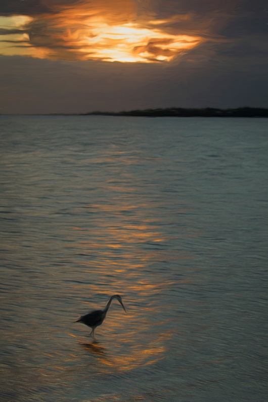 Michael-Eckstein-_P3A3171-Fort-DeSoto-Park,-Pinellas-County,-FL