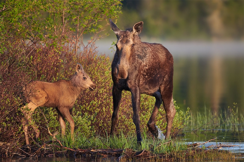 Moose-cow-with-calf-_BUP9635-nr-Dryden-Ontario-CA-1