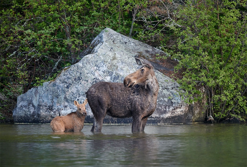 Moose-with-calf-_BUP9724-nr-Dryden-Ontario-CA-1