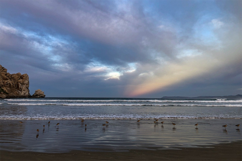 Morro-Rock-Beach-with-curlews-IMG_0584