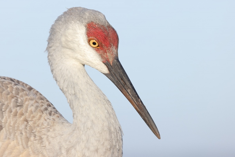 Mothers-Day-crane-colt-at-7-1-2-months-_Q5A8913-Indian-Lake-Estates-FL