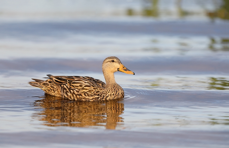 Mottled-Duck-_W5A0786--Indian-Lake-Estates,-FL